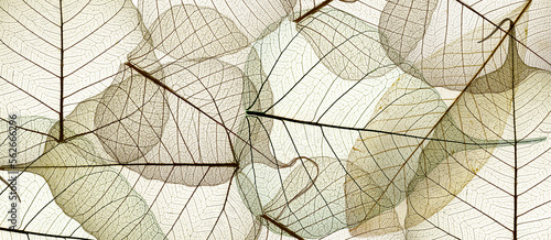 leaf texture pattern  leaf background with veins and cells - macro photography