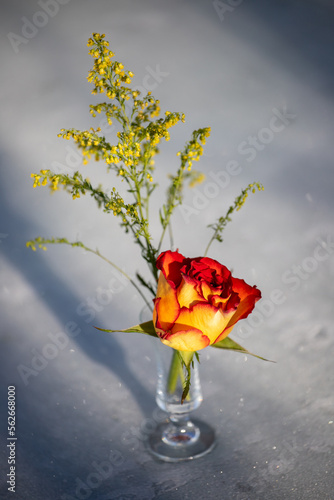 single rose photo