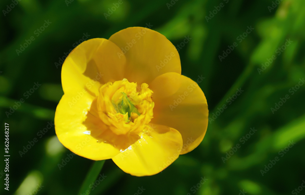 Close up of yellow buttercup created using generative ai technology Close up of yellow buttercup created using generative ai technology