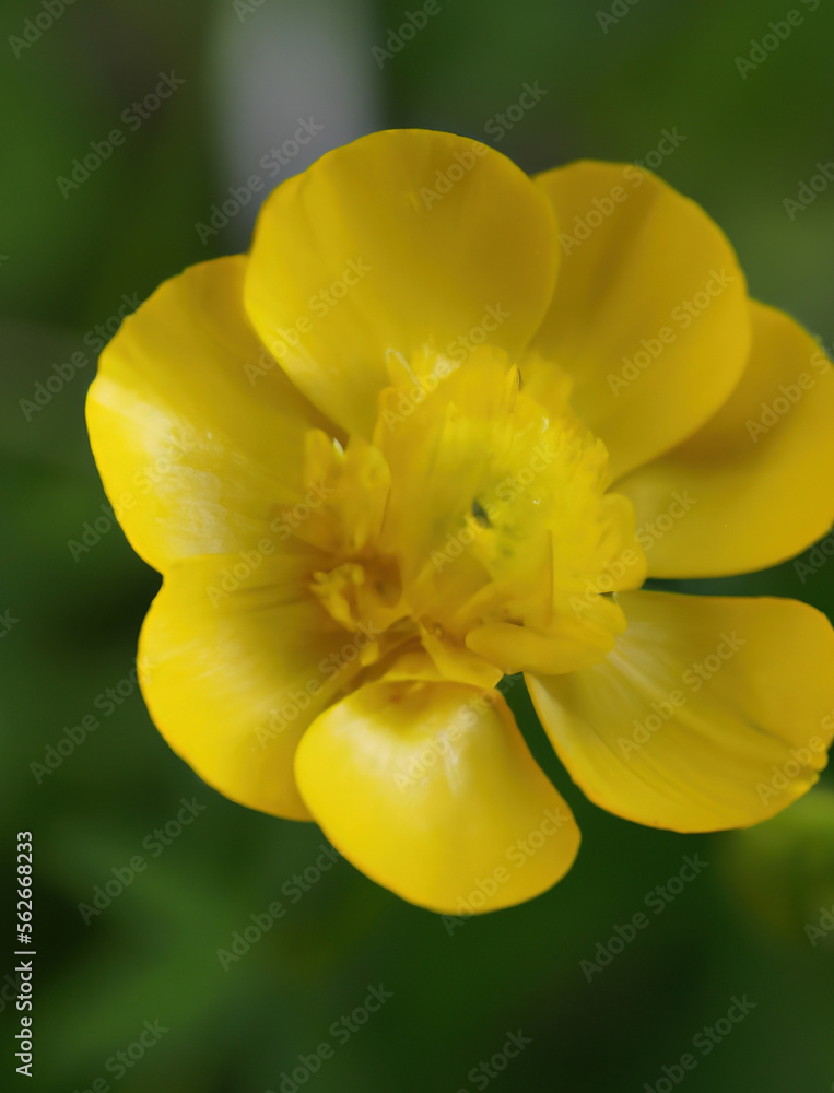Close up of yellow buttercup created using generative ai technology