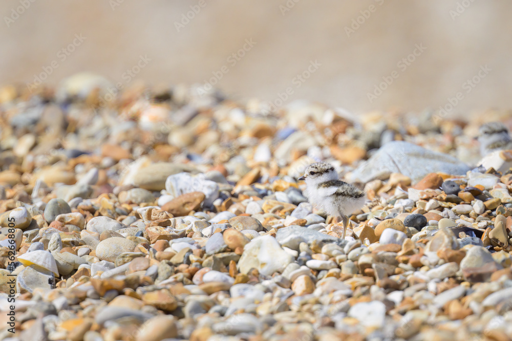 An immature Common Ringed Plover on a beach