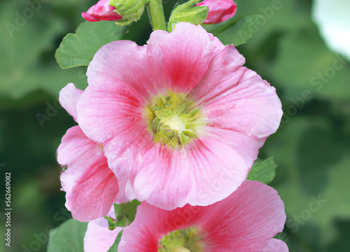 Close up of pink hollyhock flowers over leaves created using generative ai technology © Future Vision
