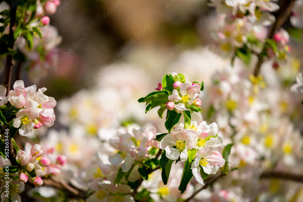 Spring blooming sakura trees. Pink flowers Sakura Spring landscape with blooming pink tree. Beautiful sakura garden on a sunny day.Beautiful concept of romance and love with delicate flowers. Spring blooming sakura trees. Pink flowers Sakura Spring landscape with blooming pink tree. Beautiful sakura garden on a sunny day.Beautiful concept of romance and love with delicate flowers.