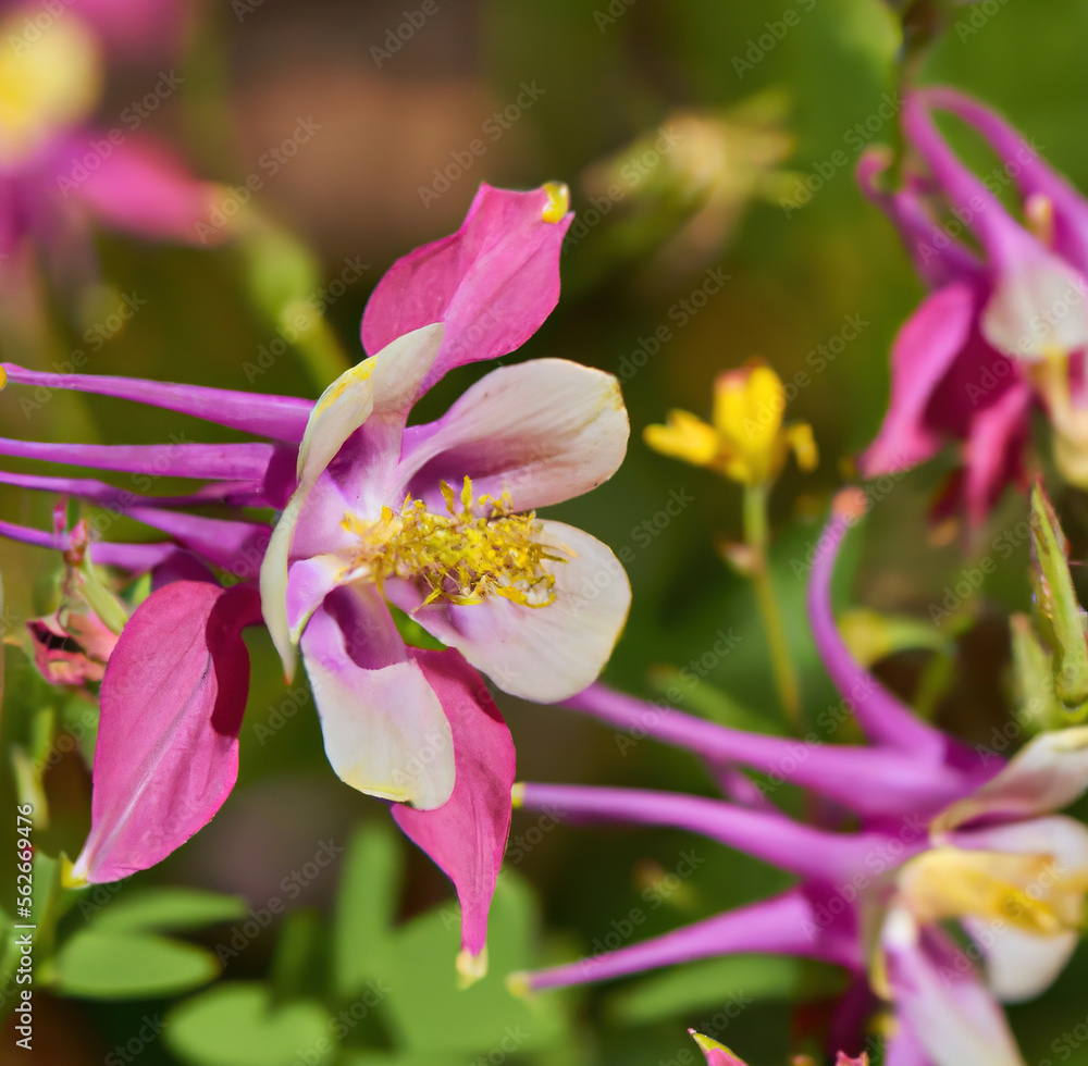 Close up of columbine flowers over leaves created using generative ai technology Close up of columbine flowers over leaves created using generative ai technology