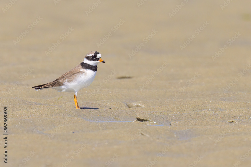 An adult Common Ringed Plover on a sandy beach An adult Common Ringed Plover on a sandy beach