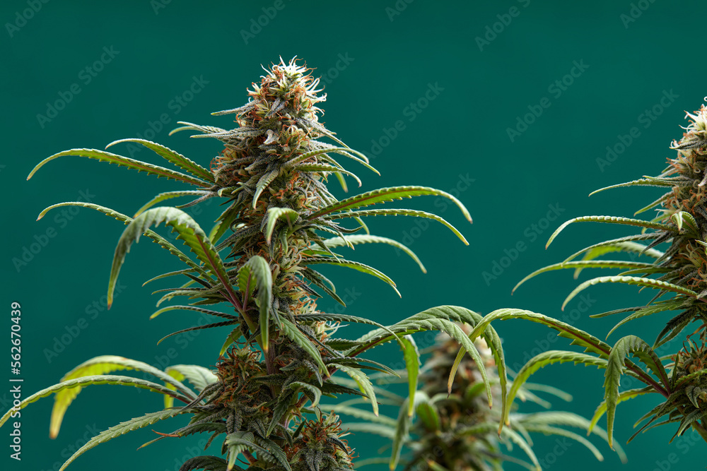 Flowering buds of medical cannabis, trichomes are visible in the inflorescence of the plant - obrazy, fototapety, plakaty 