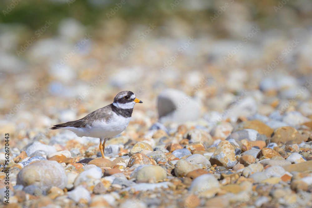 An adult Common Ringed Plover standing on a gravel beach An adult Common Ringed Plover standing on a gravel beach