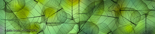 leaf texture pattern, leaf background with veins and cells - macro photography