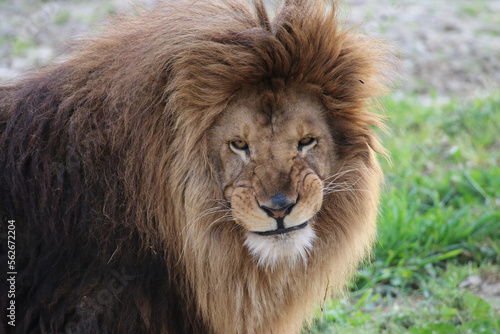 Canvas Print lion's mocking smile