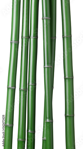 green bamboo reeds.