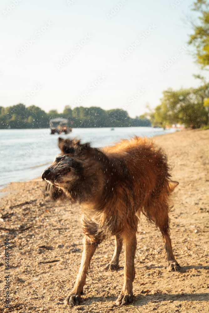 Fototapeta premium happy tervueren belgian shepherd dog standing on a beach shaking off water