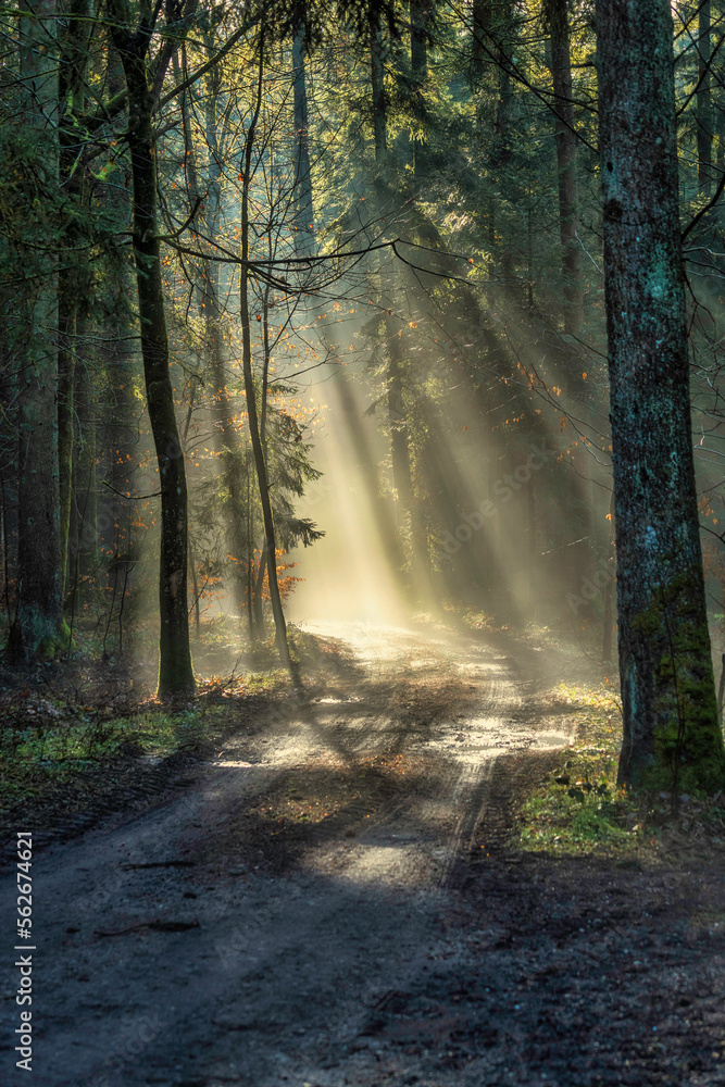  Licht im Walde