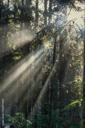 Licht im Wald