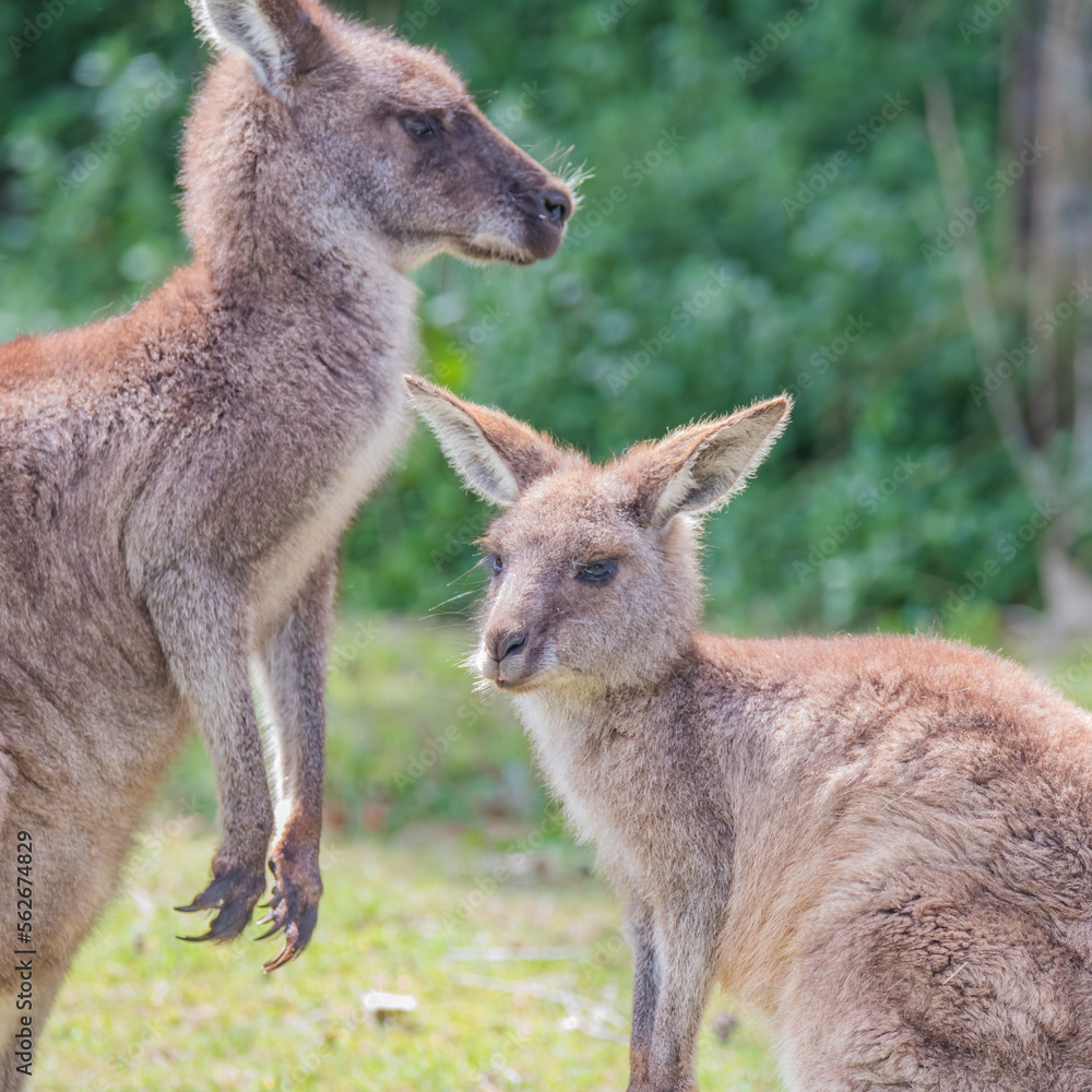 Two Eastern Grey Kangaoos, mother and joey.