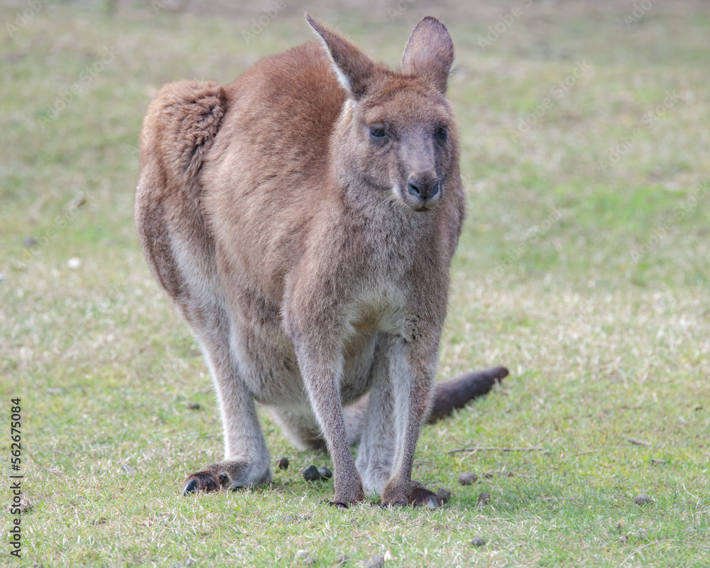 Female Eastern Grey Kangaoo with Joey in pouch