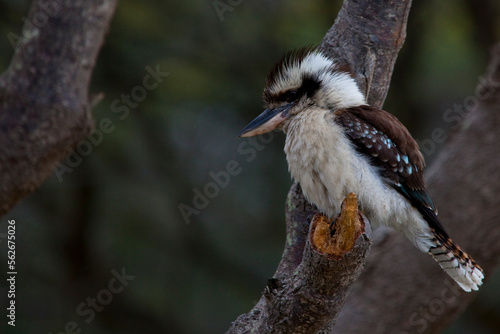 Tableau sur toile Laughing Kookaburra