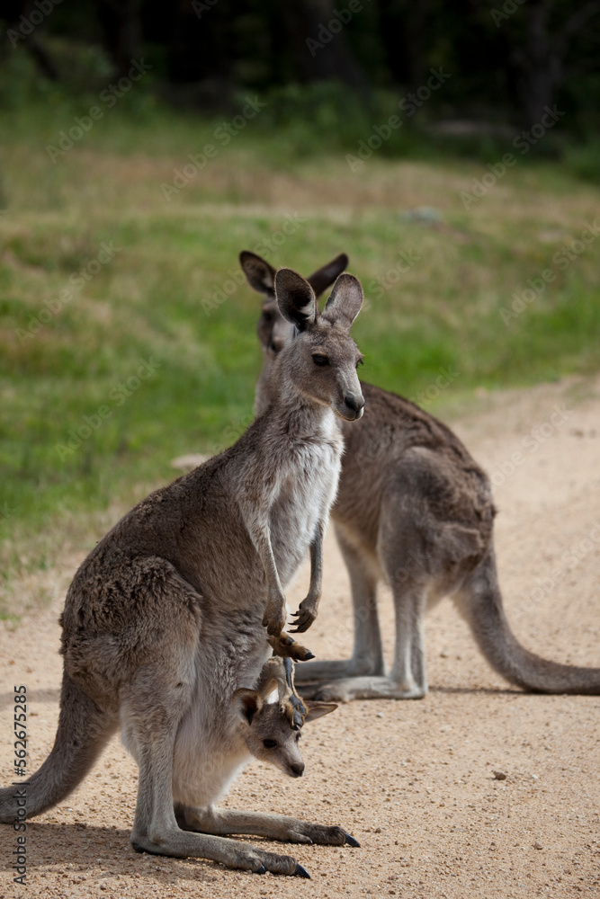 Eastern Grey Kangaroo and joey in pouch Eastern Grey Kangaroo and joey in pouch