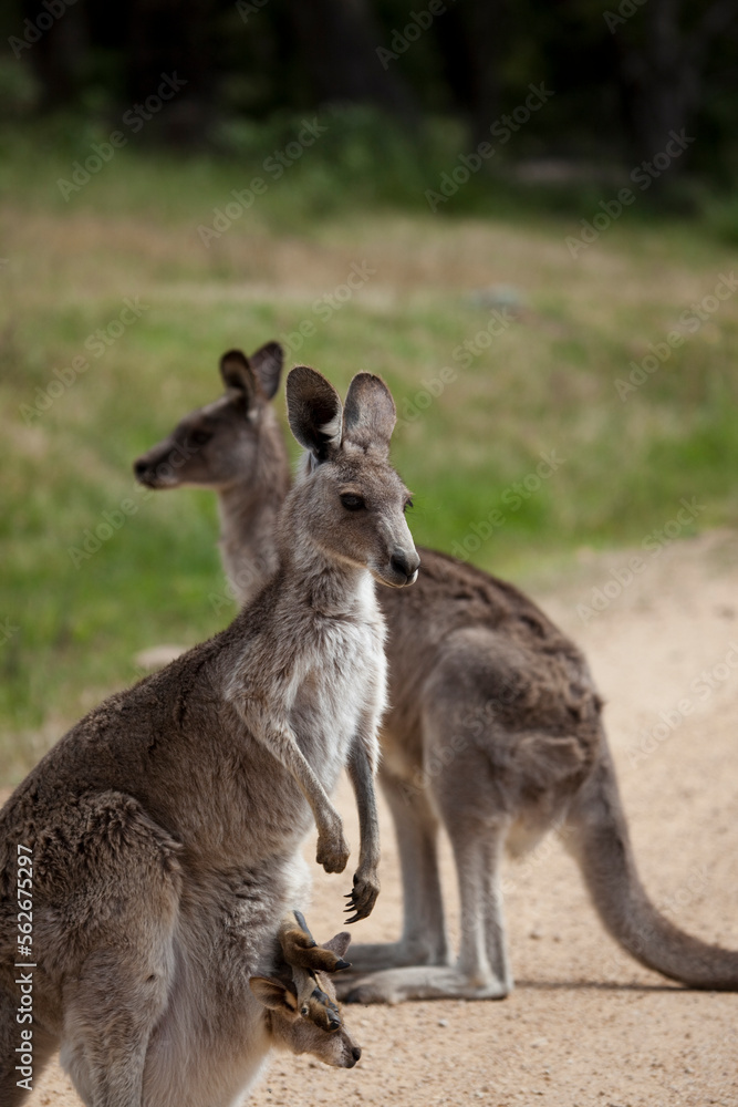Eastern Grey Kangaroo and joey in pouch Eastern Grey Kangaroo and joey in pouch