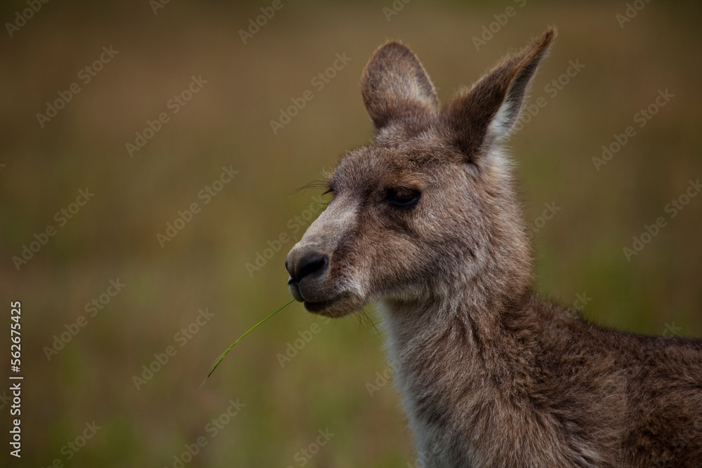 Eastern Grey Kangaroo, at Tom Groggins, Mount Kosciuszko National Park Eastern Grey Kangaroo, at Tom Groggins, Mount Kosciuszko National Park