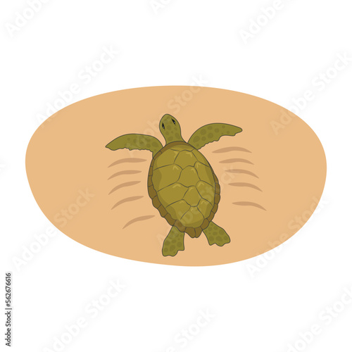 Drawing of a caretta caretta that can live in the sea and on land. Vector