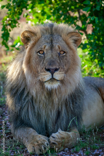 Fototapeta Naklejka Na Ścianę i Meble -  Young male lion (Panthera leo). Tuli Block.  Botswana