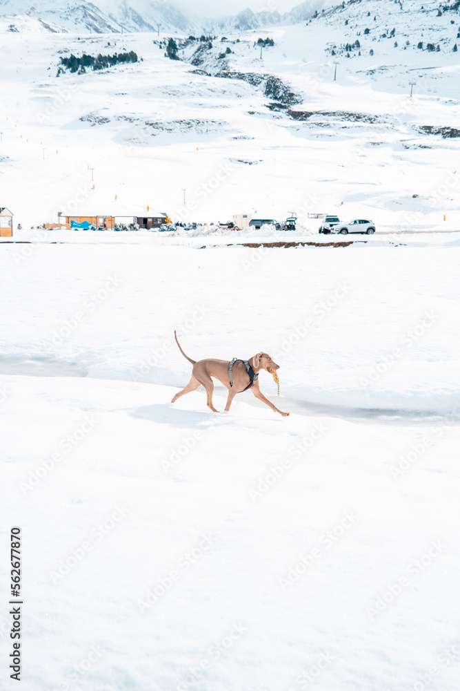 Dog and winter time. Weimaraner dog breed, portrait in winter, running and playing in the fluffy snow. Beautiful Weimaraner Dog Playing In Snow At Winter Day. Large Dog Breds For Hunting. The Weimaran