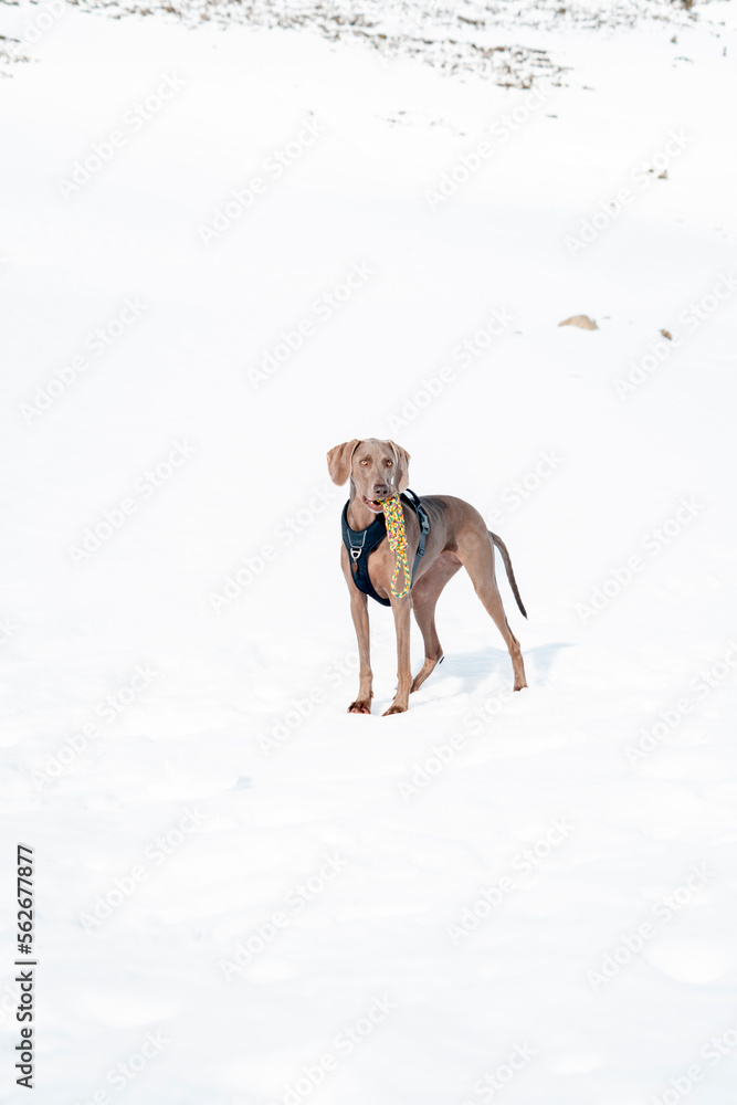 Dog and winter time. Weimaraner dog breed, portrait in winter, in the snow, around fluffy snow. Beautiful Weimaraner Dog Standing In Snow At Winter Day. Large Dog Breds For Hunting. 