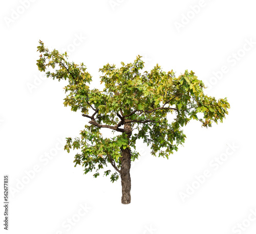 Isolated trees on white background. tropical tree in the northeast of Thailand, used for design, advertising and architecture