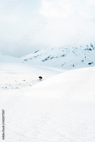 Beautiful snow scene of the mountains. white snow landscape. Snow and tree, winter under the blue light of the sun. Beautiful landscape with tree. Hello December or January winter.