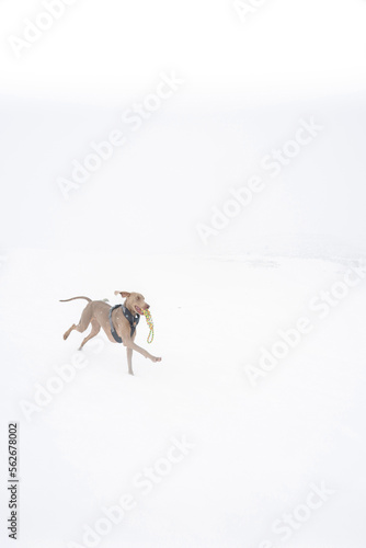 Dog and winter time. Weimaraner dog breed, portrait in winter, running and playing in the fluffy snow. Beautiful Weimaraner Dog Playing In Snow At Winter Day. Large Dog Breds For Hunting. The Weimaran