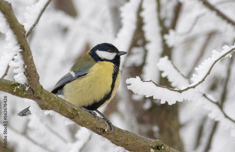 Great tit, Parus major. A bird sits on a branch Great tit, Parus major. A bird sits on a branch