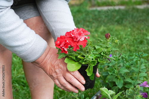  Senior woman gardening in the backyard garden. Home gardening concept. Gardener planting flowers.