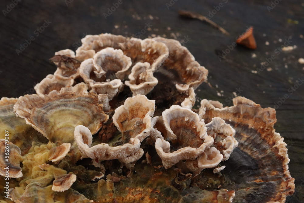 mushroom in the forest.mushroom, fungus, nature, forest, mushrooms, autumn, food, fungi, tree, brown, woods, plant, macro, wood, toadstool, flora, edible, cap, wild, armillaria, yellow, close-up, mushroom in the forest.mushroom, fungus, nature, forest, mushrooms, autumn, food, fungi, tree, brown, woods, plant, macro, wood, toadstool, flora, edible, cap, wild, armillaria, yellow, close-up,