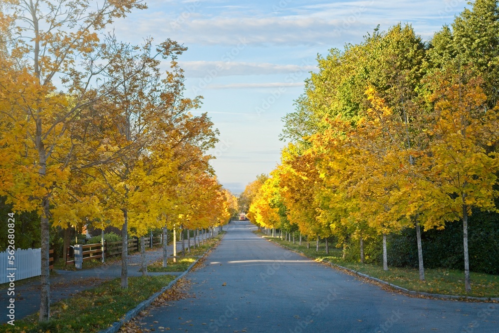 Park street in autumn colors
