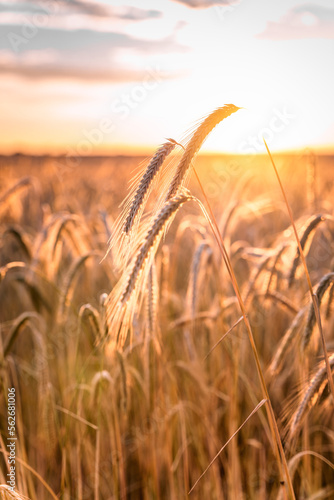 Wheat spikelets in field at sunrise vertical