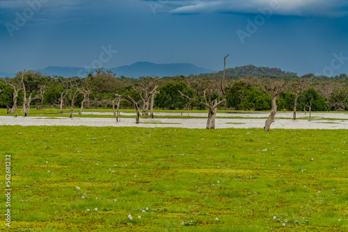 Yala National Park, the most famous park in Sri Lanka, with dry trees in the foreground at sunset