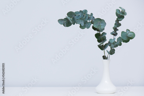 Fresh eucalyptus branch with fresh leaves in a white vase. Selective focus.
