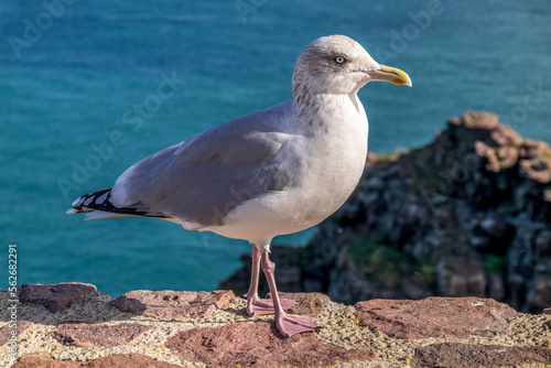 mouette au sol photo