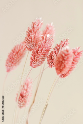 Dry grass flowers bouquet pink color on beige background .  Tan pom pom plants backdrop.Botanical Poster.Autumn vibes