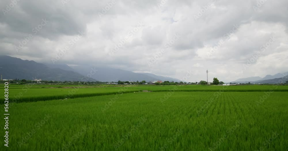 Paddy rice field in Chishang of Taitung at Taiwan Paddy rice field in Chishang of Taitung at Taiwan