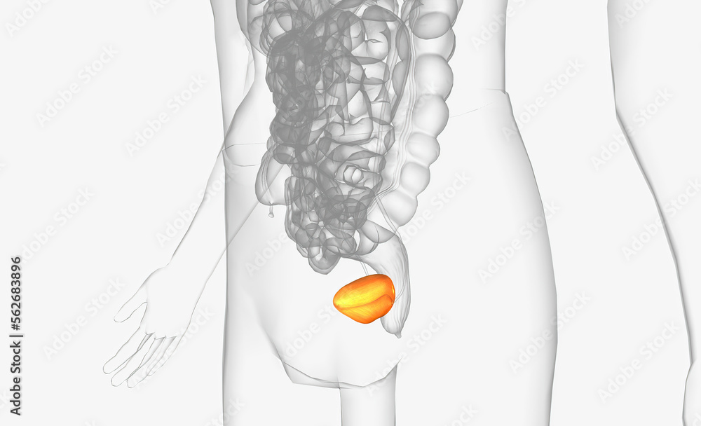 The urinary bladder is a roughly pyramid-shaped, hollow organ located ...