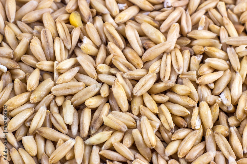 Natural dry oats seeds textured background close up. Natural dry oats seeds textured background close up.