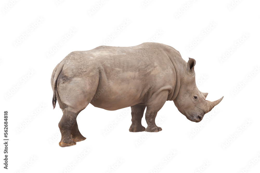 Obraz premium Rhinoceros isolated on White Background. Close up view of a white rhinoceros also called square-lipped rhinoceros, Ceratotherium simum species. Massive animal in dirty during a sunny day.