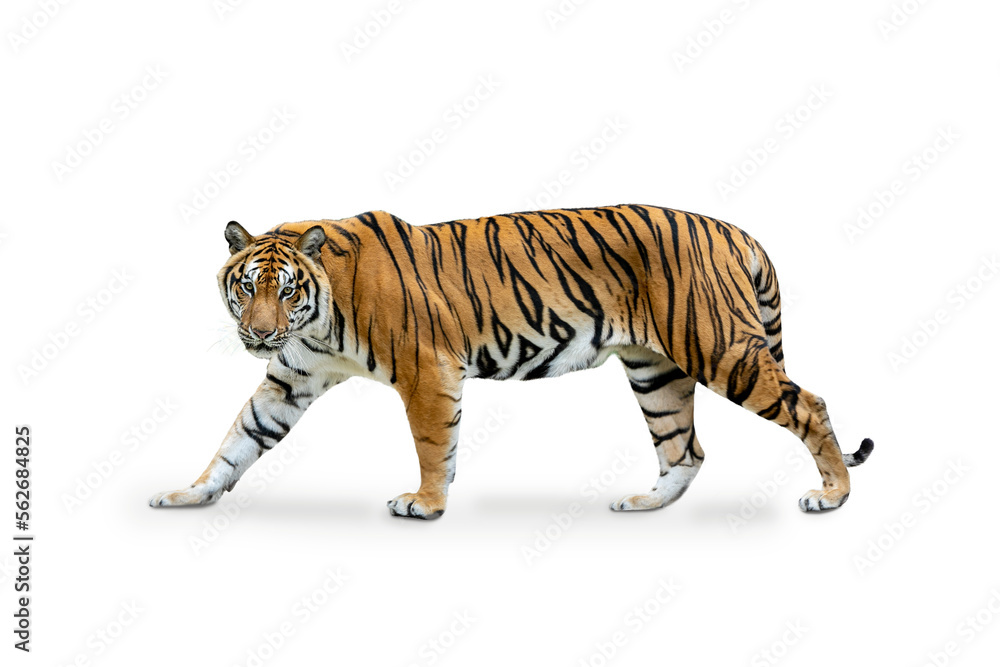 Royal Tiger (P. t. corbetti) isolated on white background, combined clipping path. Tiger staring at prey, hunter concept. - obrazy, fototapety, plakaty 