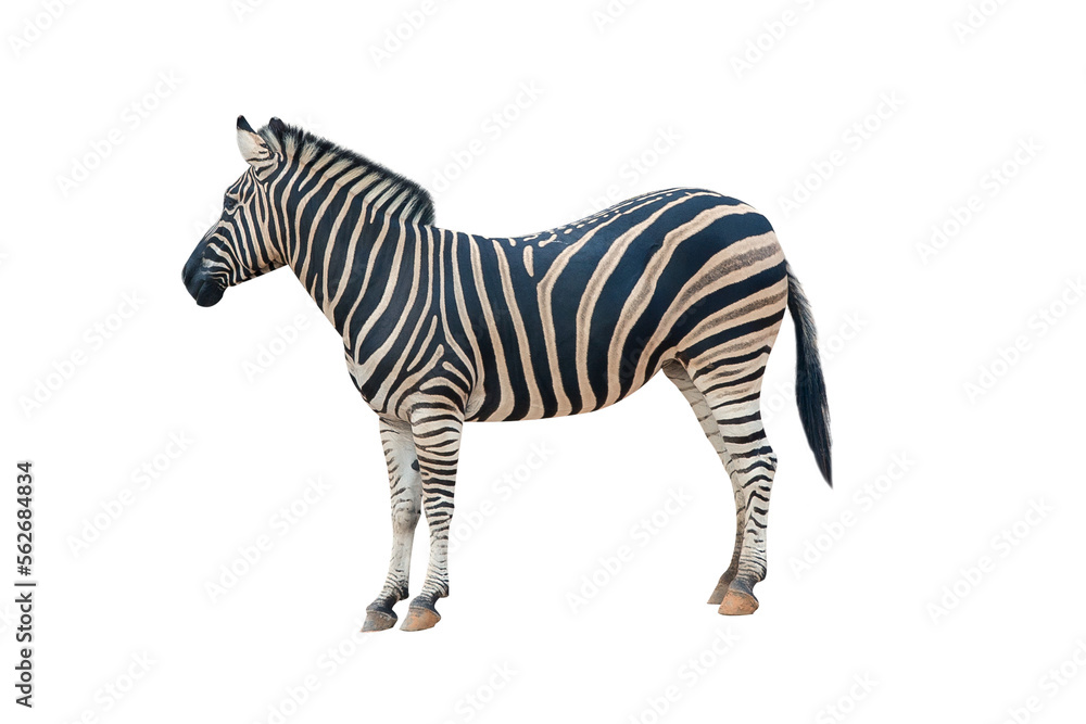 Fototapeta premium Young beautiful zebra isolated on white background. Zebra close up. Zebra cutout full length. Zoo animals.