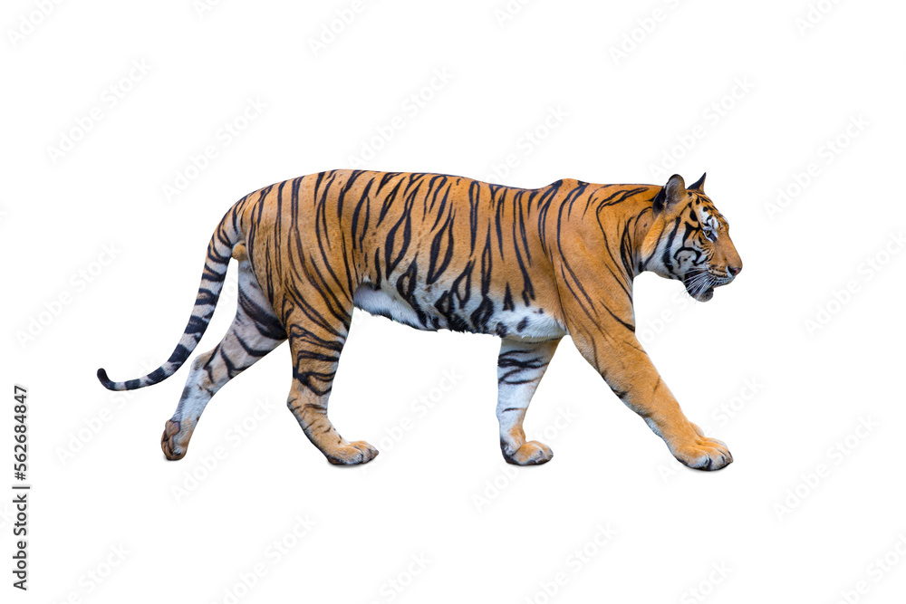 Obraz premium Royal Tiger (P. t. corbetti) isolated on white background, combined clipping path. Tiger staring at prey, hunter concept.