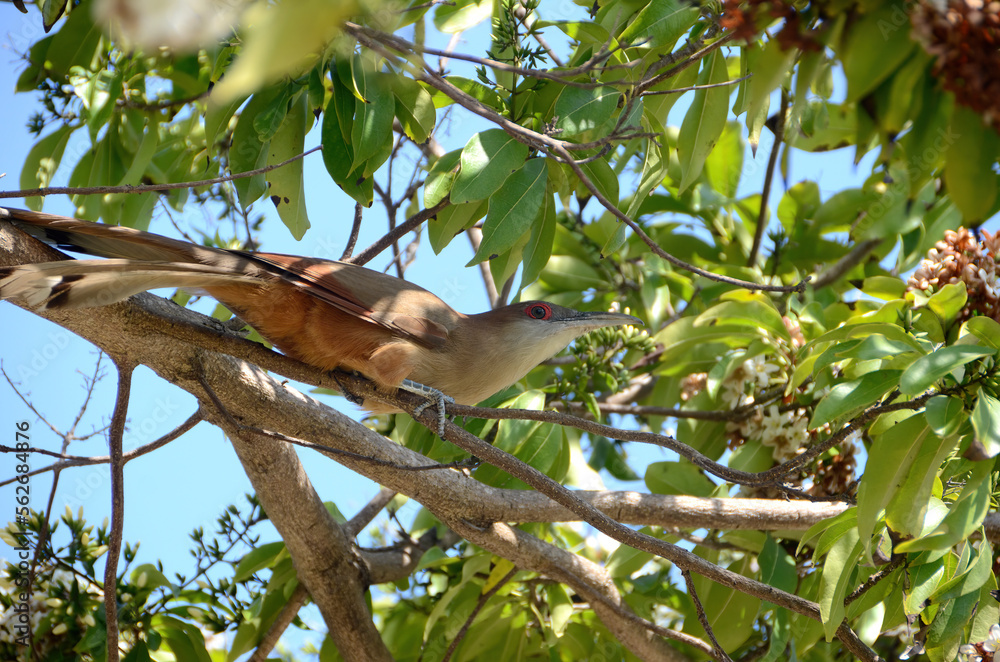 Fototapeta premium Cuban cuckoo perching in a tree