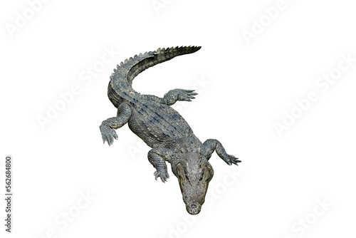 Thai freshwater crocodile or Siamese crocodile (Crocodylus siamensis), top view, isolated on white background.
