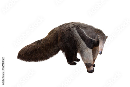 Giant anteater isolated on White Background. Anteater, cute animal from Brazil. Giant Anteater, Myrmecophaga tridactyla, animal with long tail ane long nose, Wildlife scene from wild nature. photo