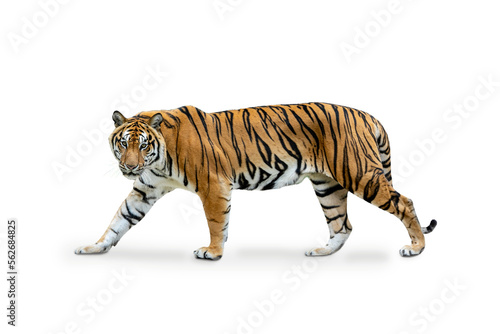 Fototapeta Royal Tiger (P